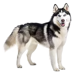 Imagen PNG para descargar